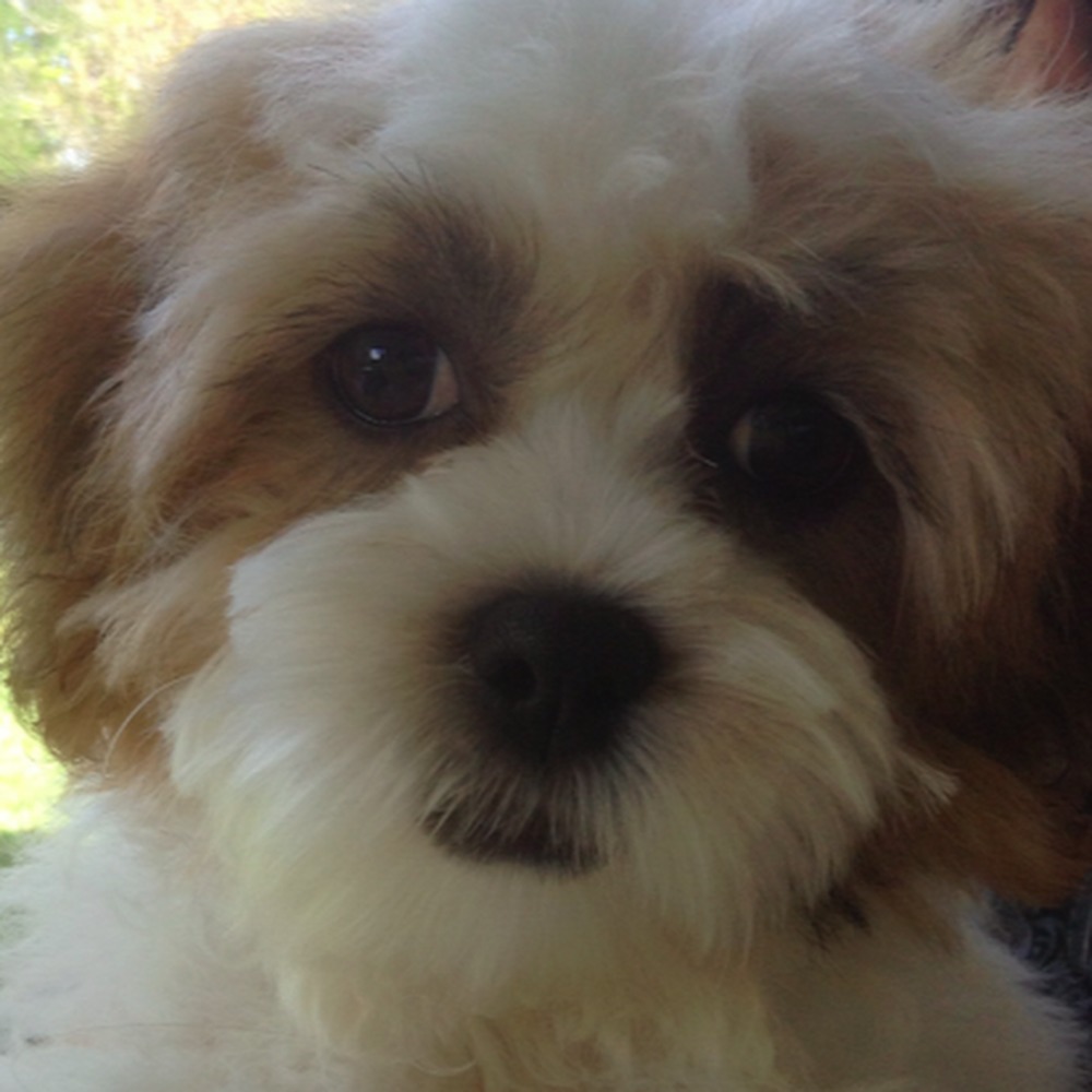 Meet your Posher, Zoie